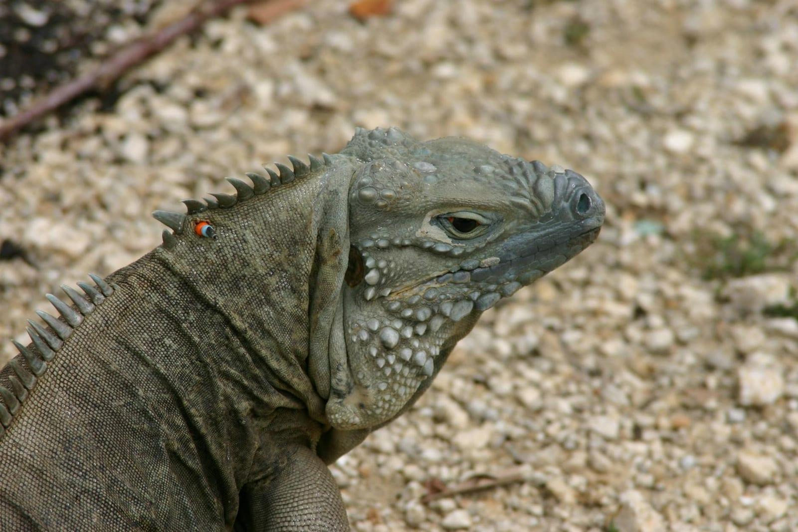 Cayman Islands National Museum, Cayman Islands