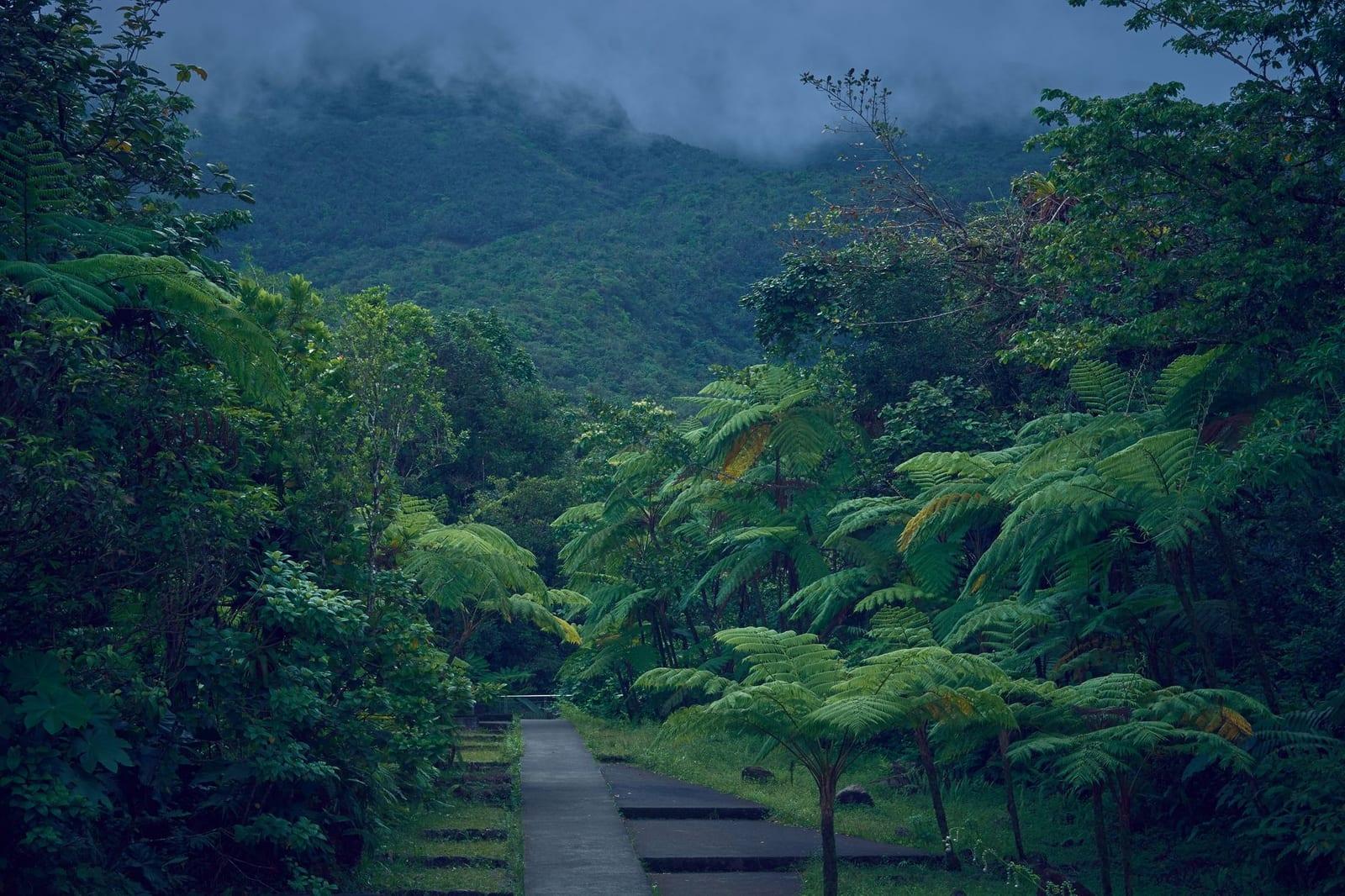 Grand Cul-de-Sac Nature Reserve, Guadeloupe