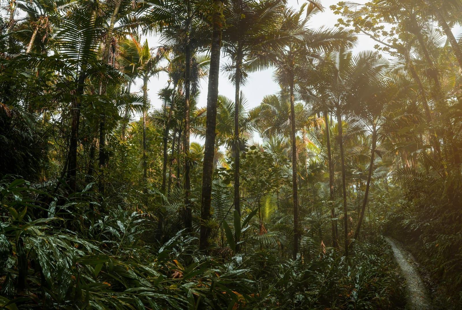 El Yunque National Forest, Puerto Rico