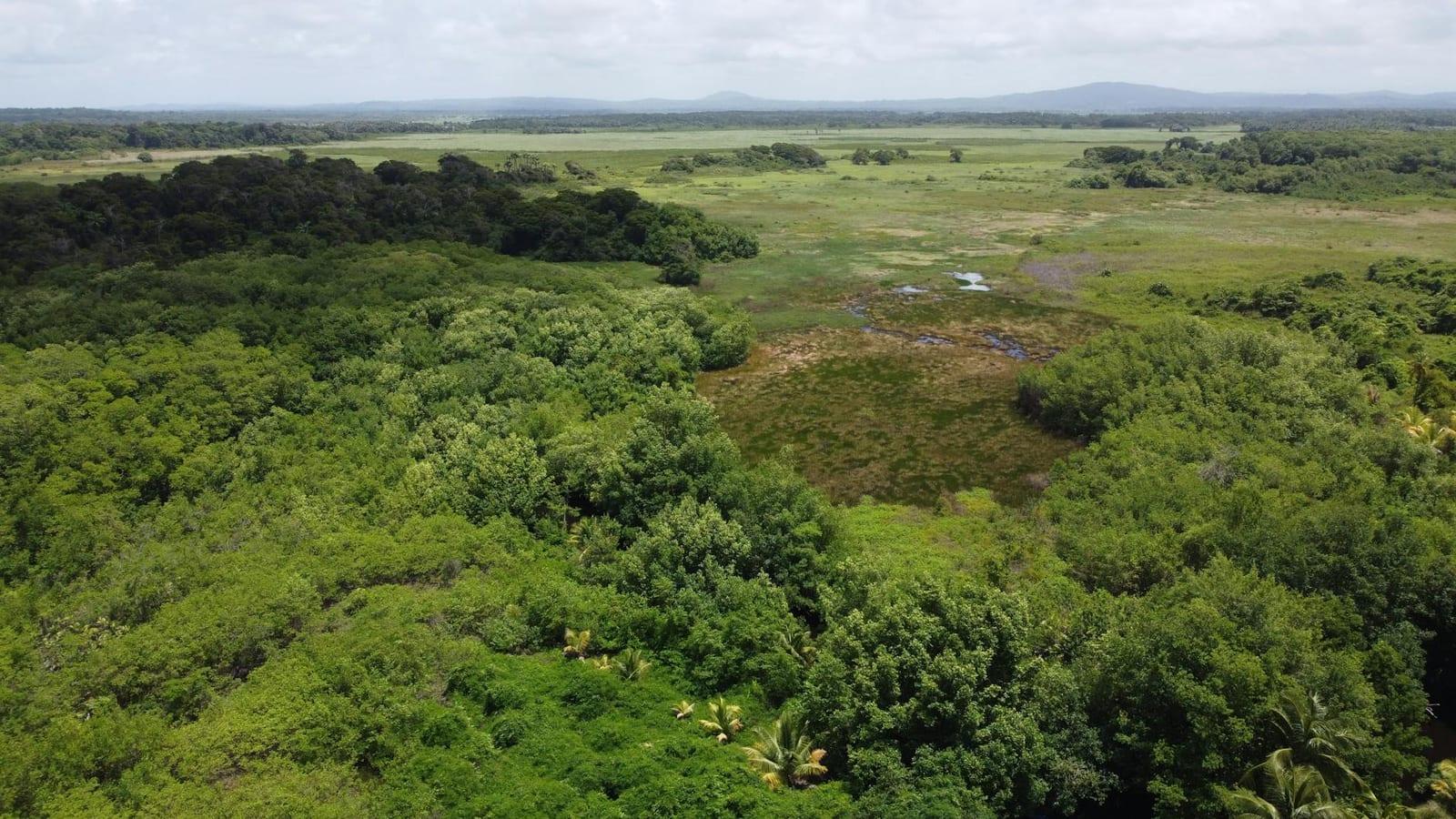 Nariva Swamp, Trinidad & Tobago