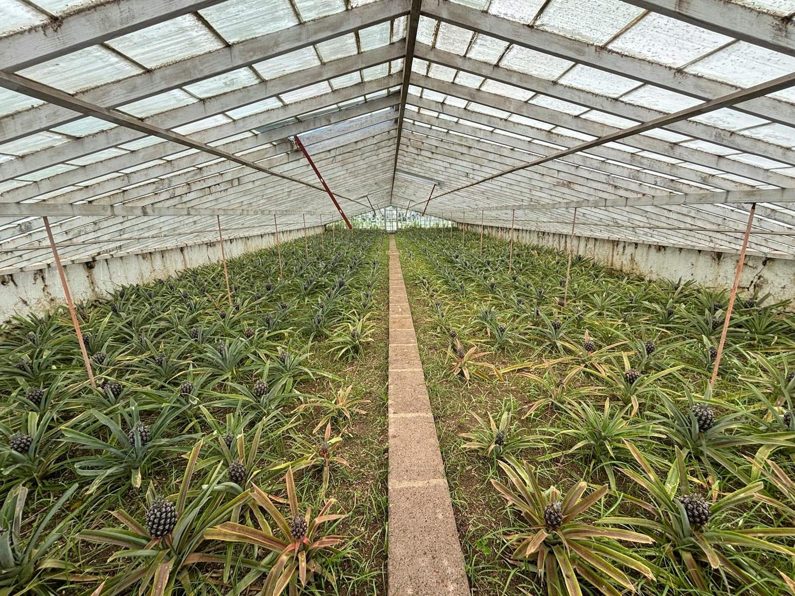 Wade’s Green Plantation, Turks & Caicos Islands