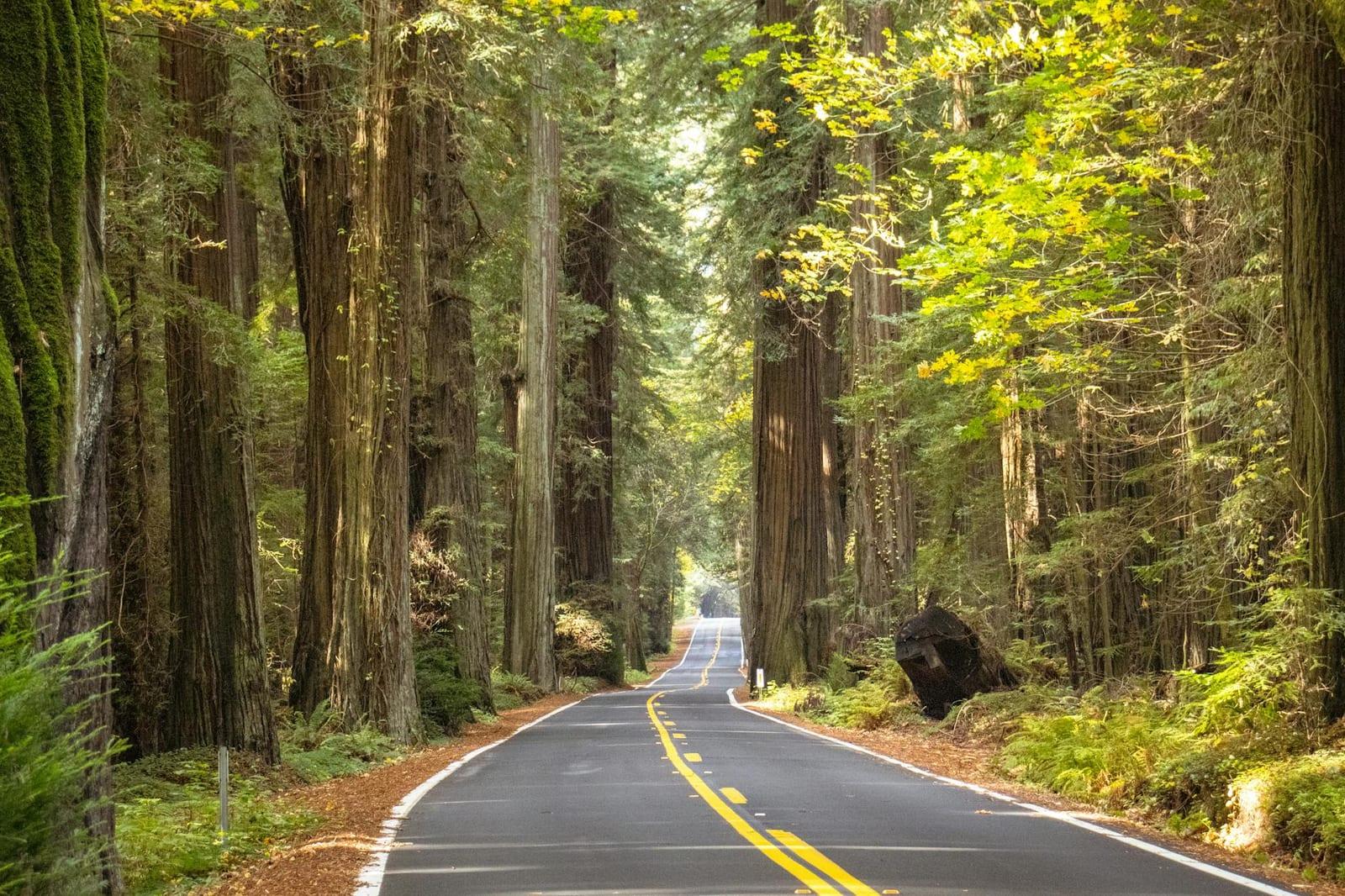 The Redwood Coast, United States