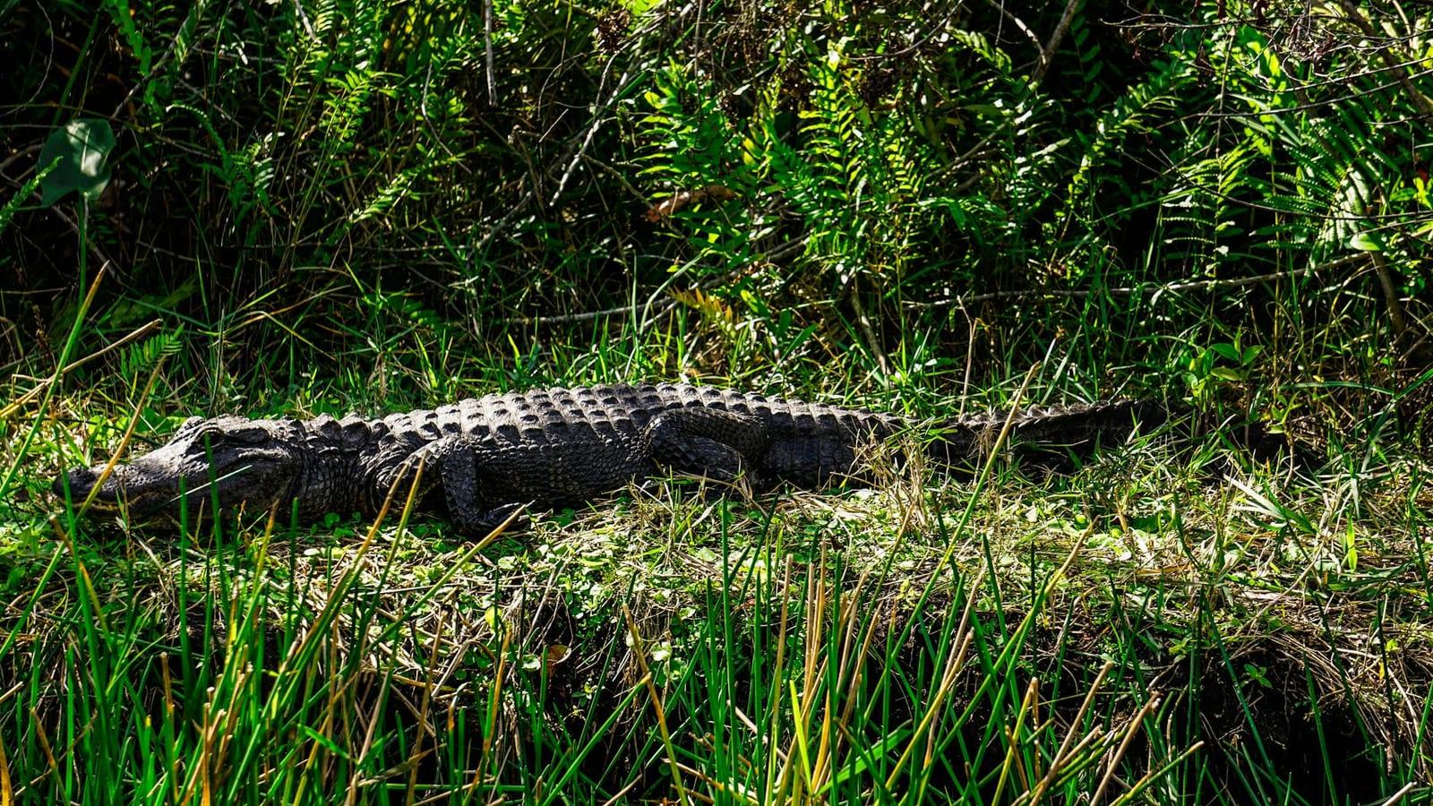 Everglades National Park, United States