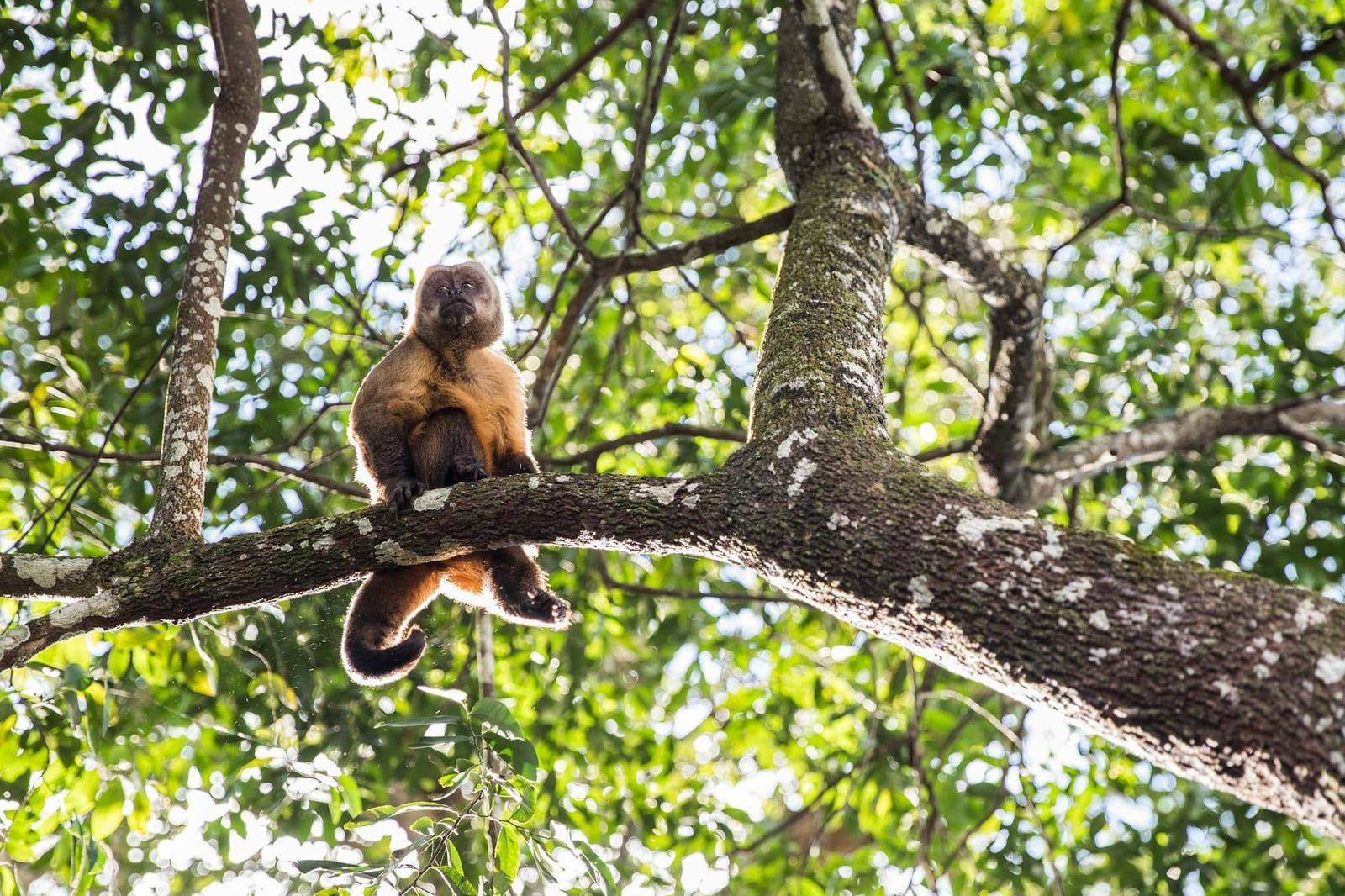 Madidi National Park, Bolivia