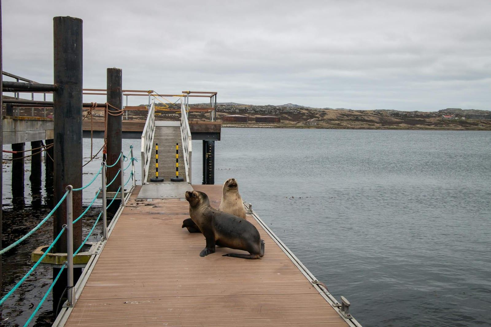 Sea Lion Island, Falkland Islands