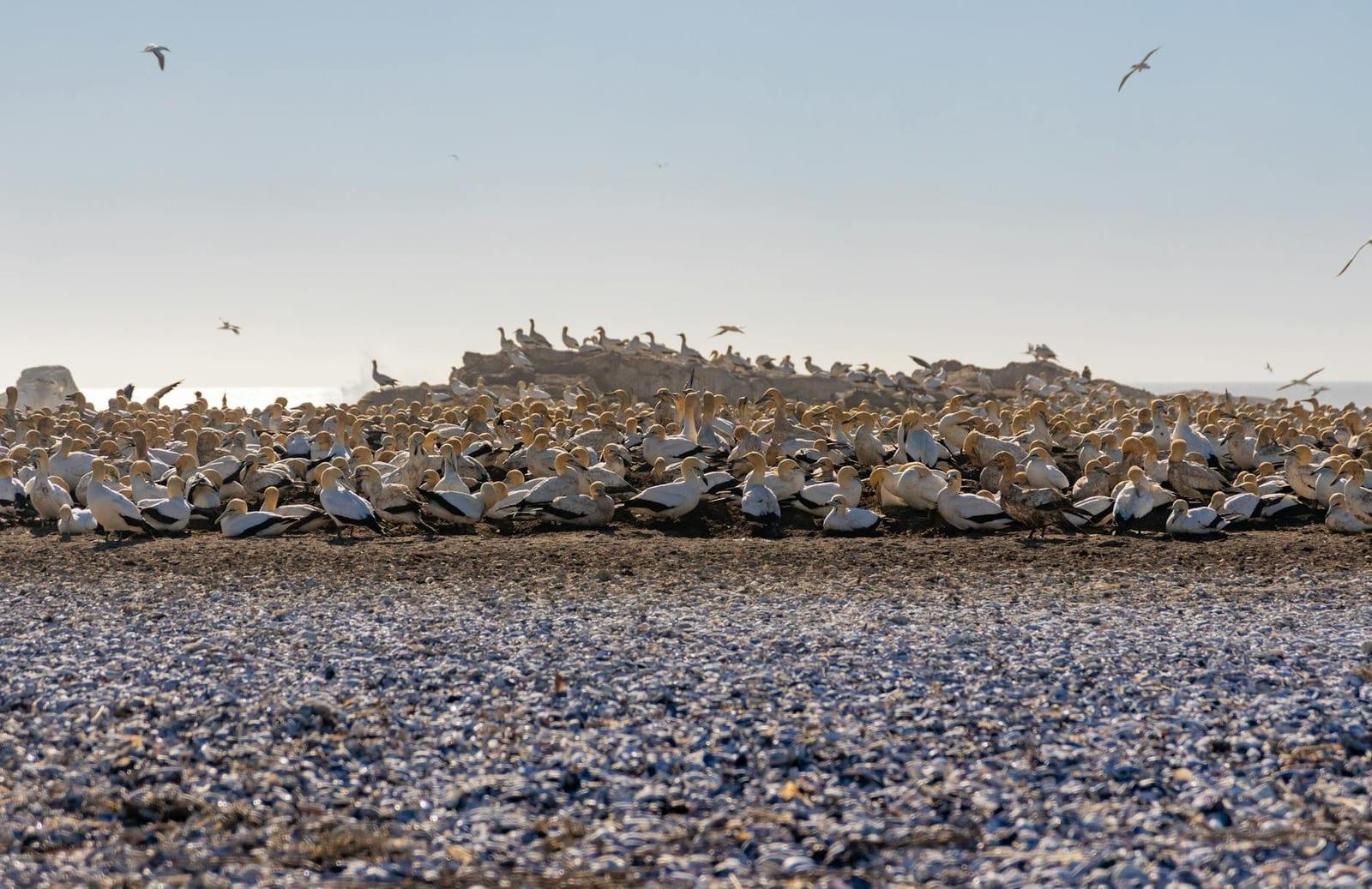 Bertha’s Beach, Falkland Islands