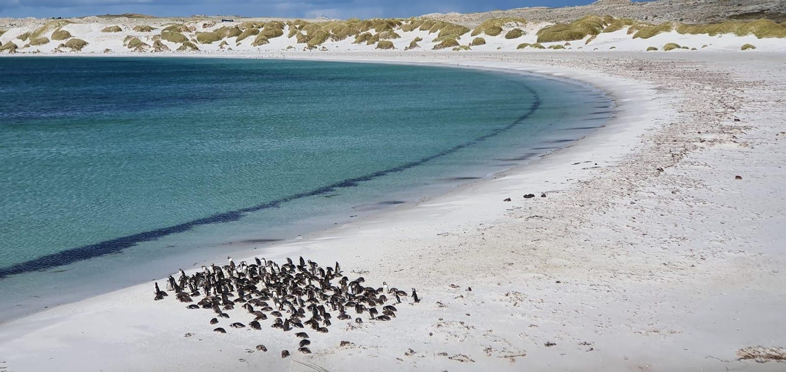 Gypsy Cove, Falkland Islands