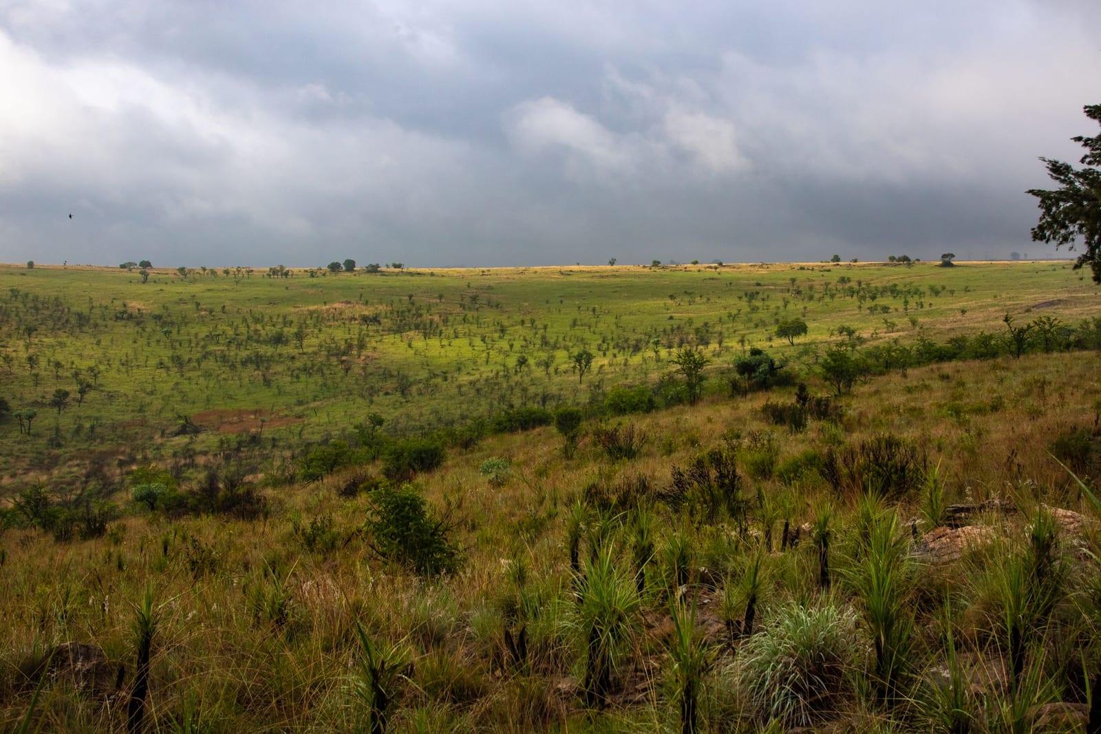 Rupununi Savanna, Guyana