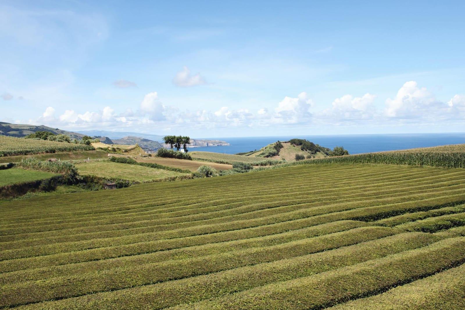 Gorreana Tea Plantation, Azores