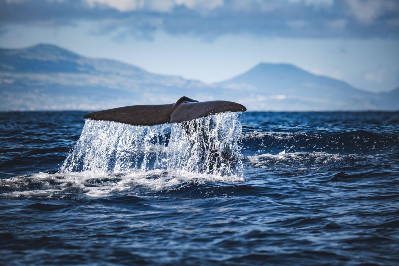 Whale & Dolphin Watching, Azores