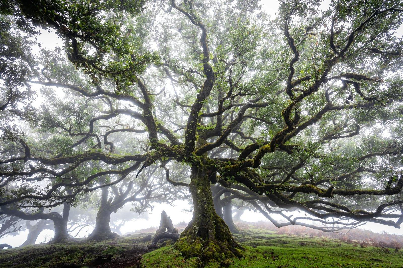 Fanal Forest, Madeira