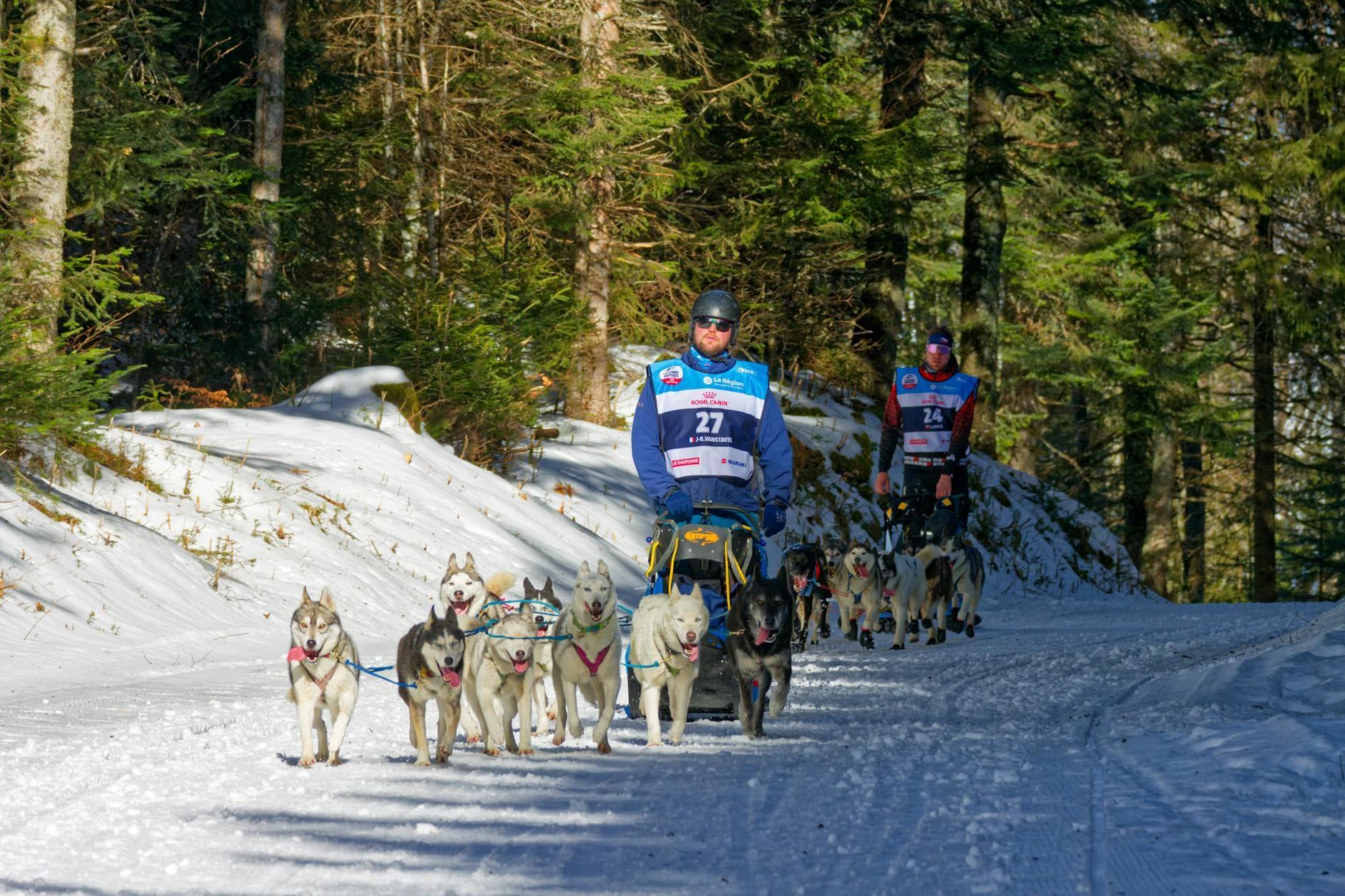Dog Sled hero