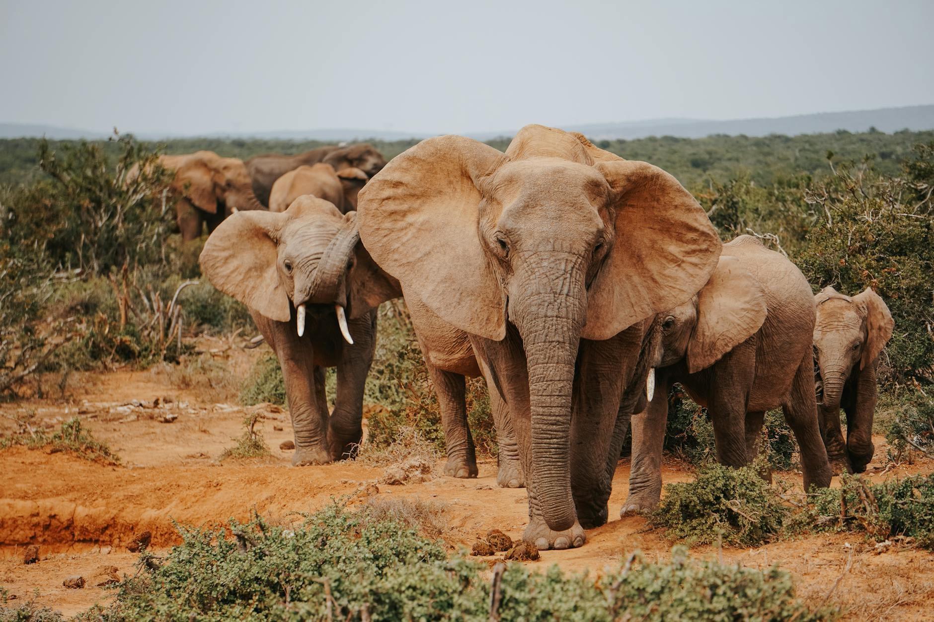 Elephants hero