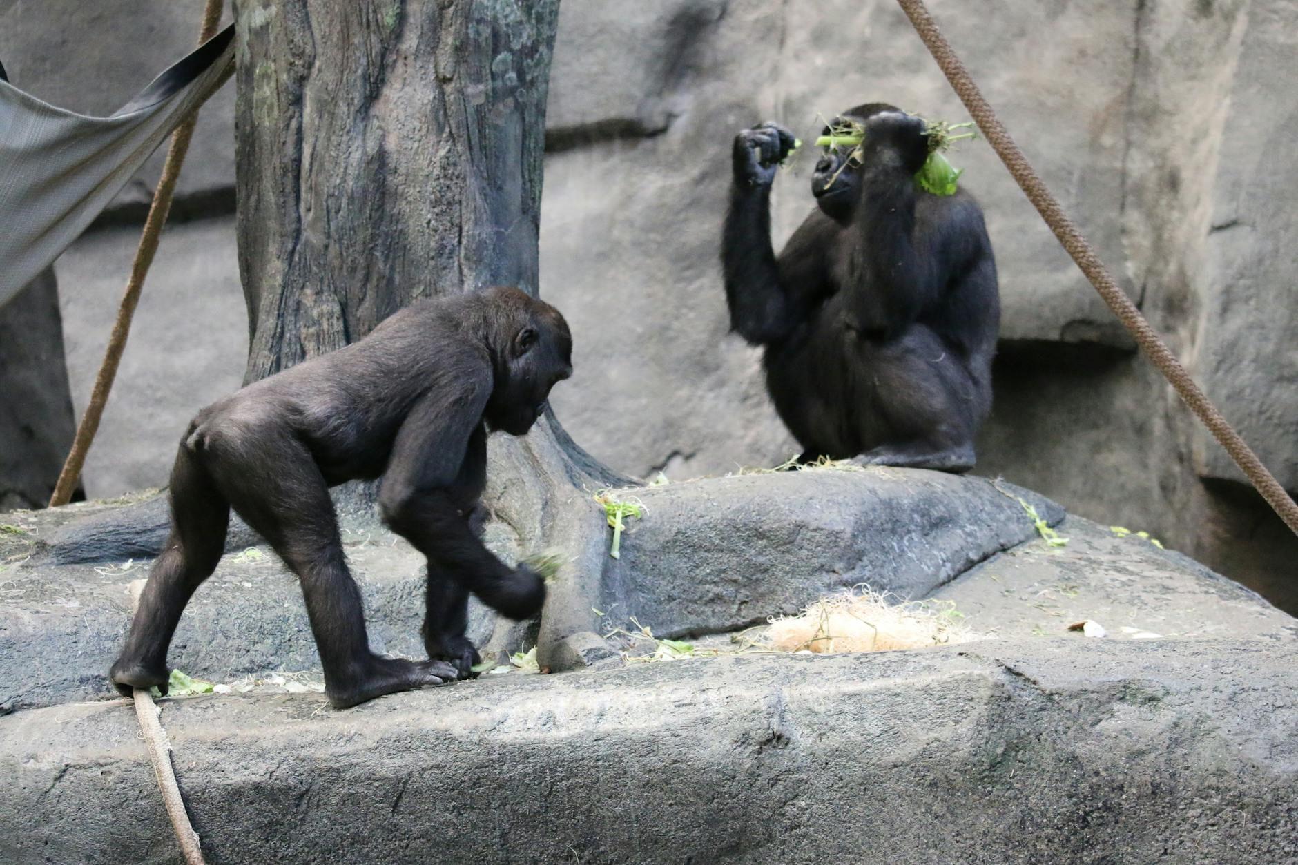 Gorillas hero