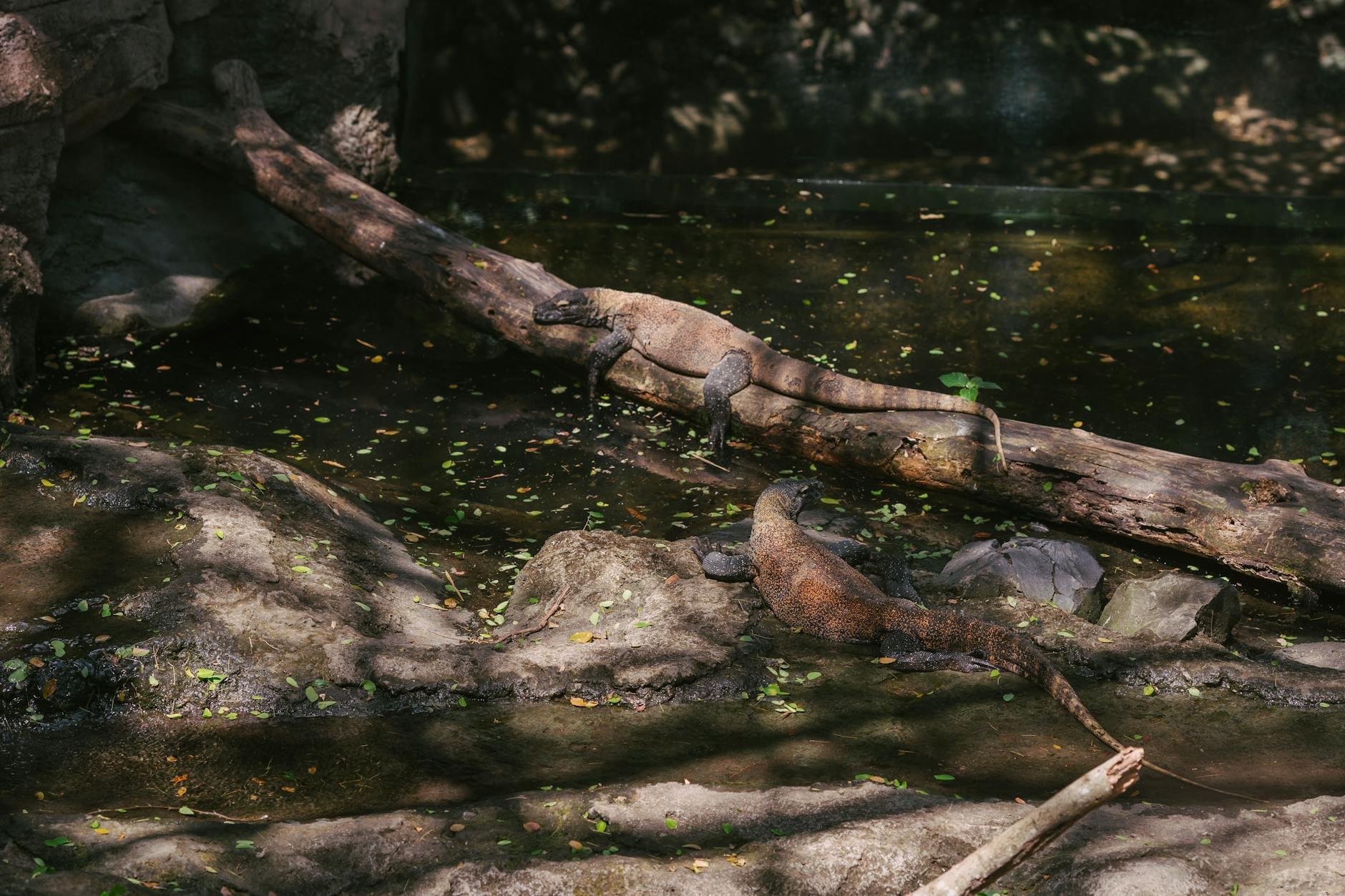 Komodo Dragons hero