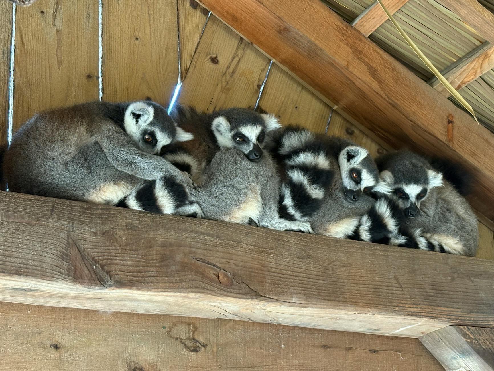 Lemurs hero