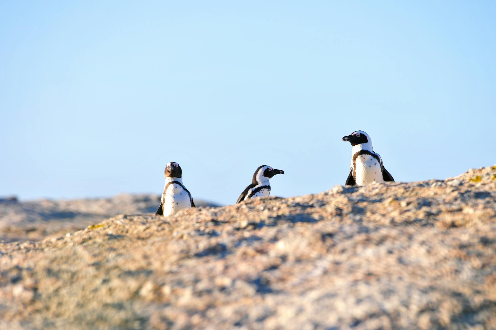 Penguins hero