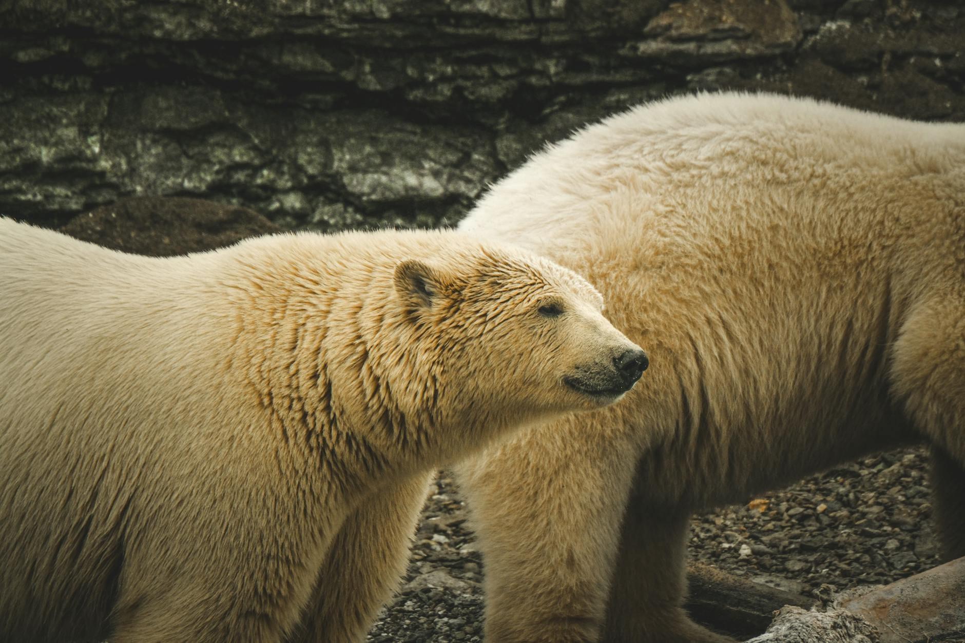 Polar Bears hero