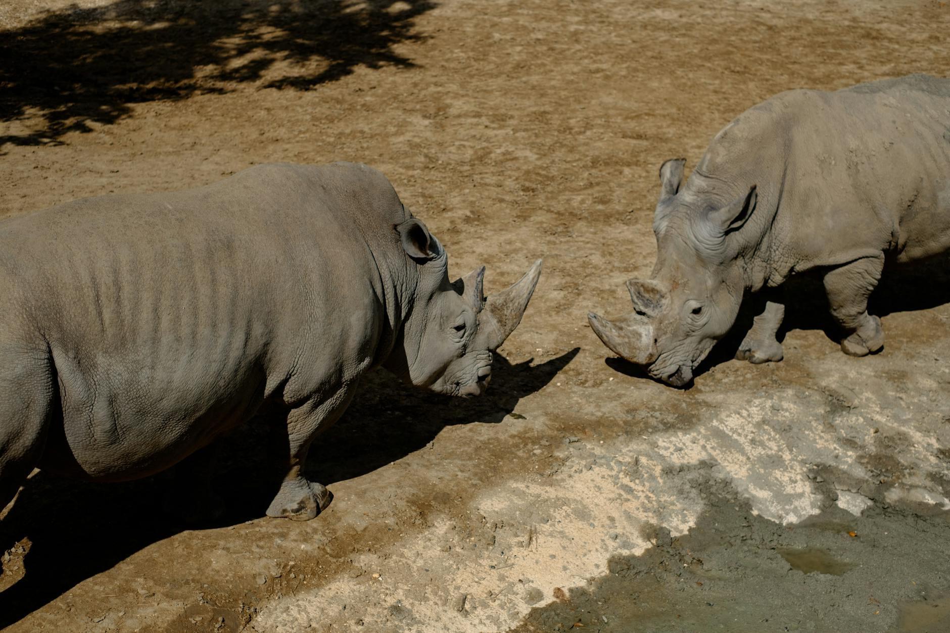 Rhinos hero
