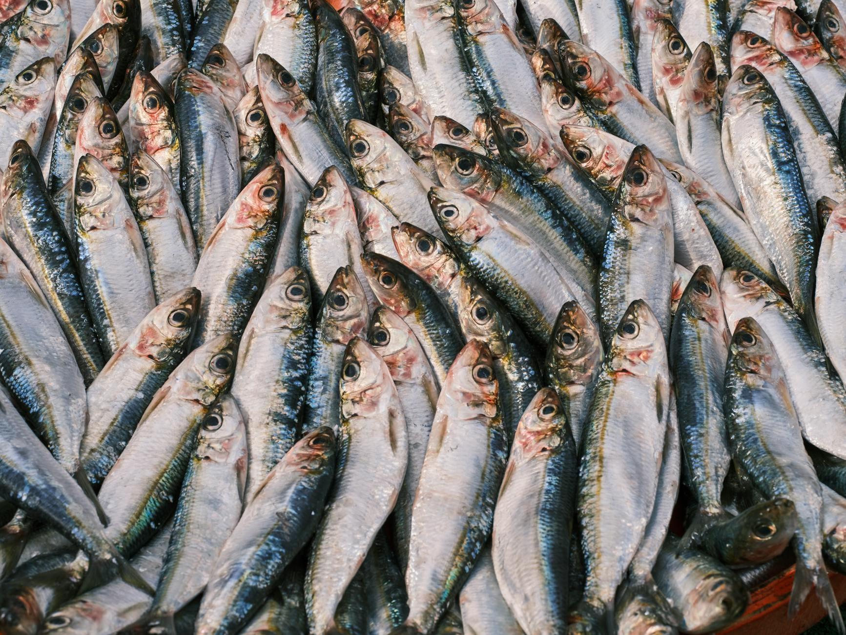 Sardine Run hero