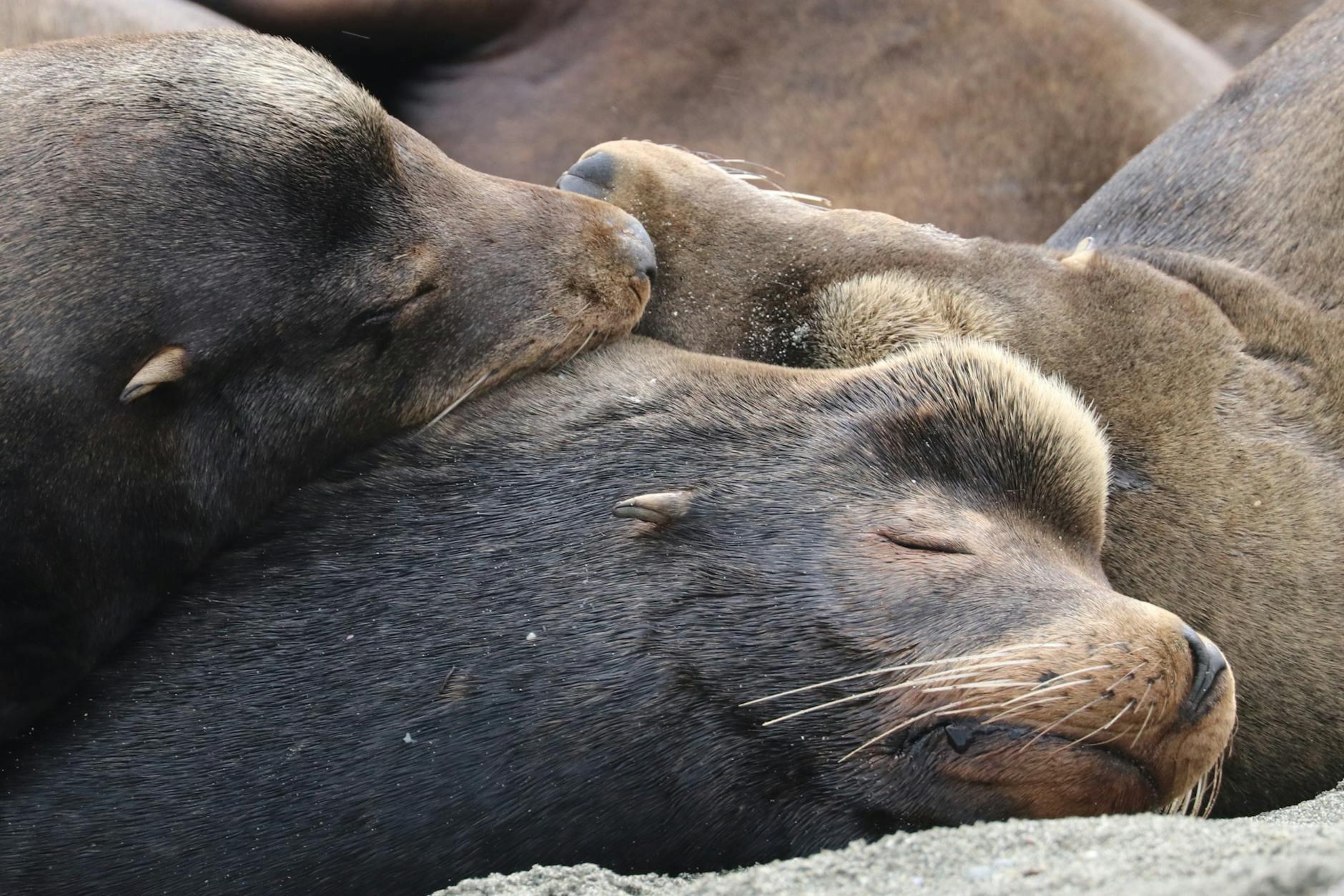 Sea Lions hero