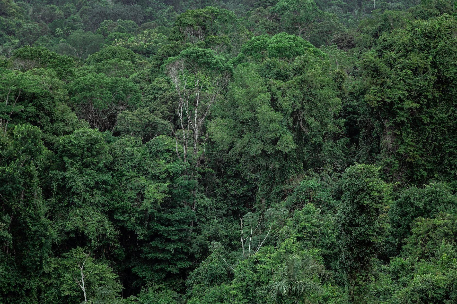 See a Rainforest hero