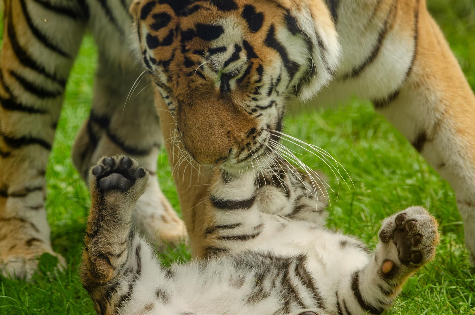Tiger hero