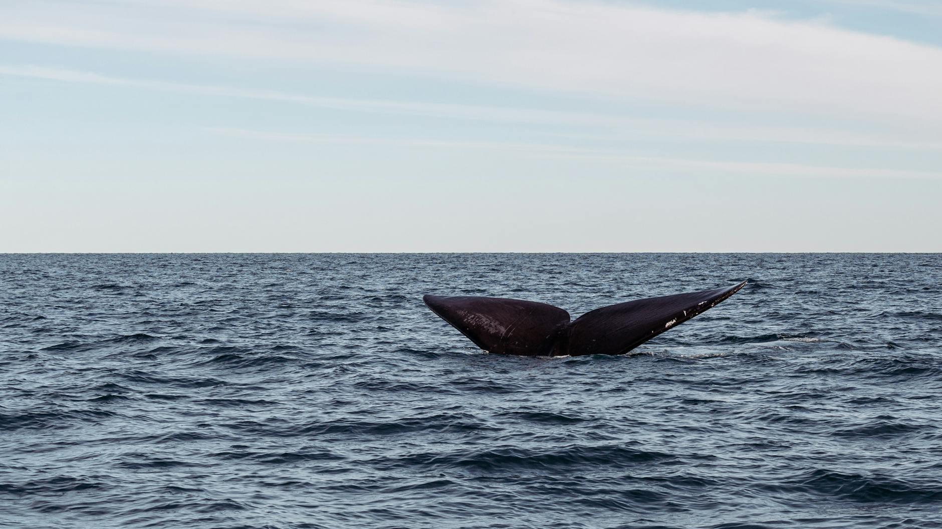 Whales hero