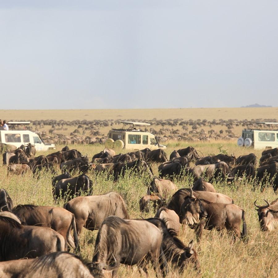 Serengeti — Traveling